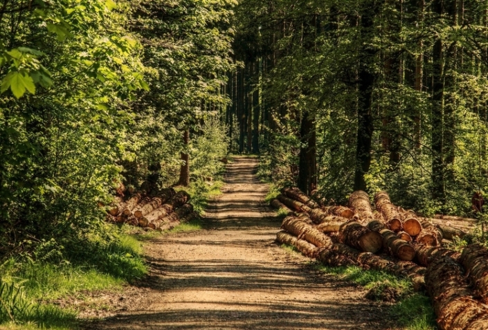 foret